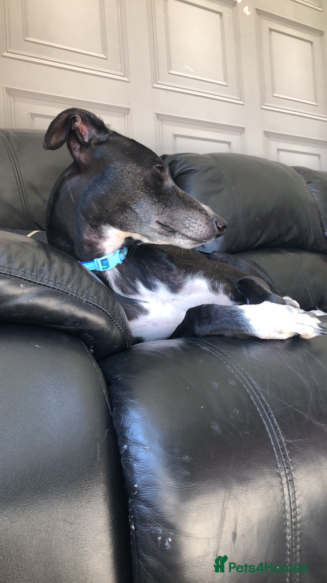 Lurcher dogs Female lurched  - Advert 5