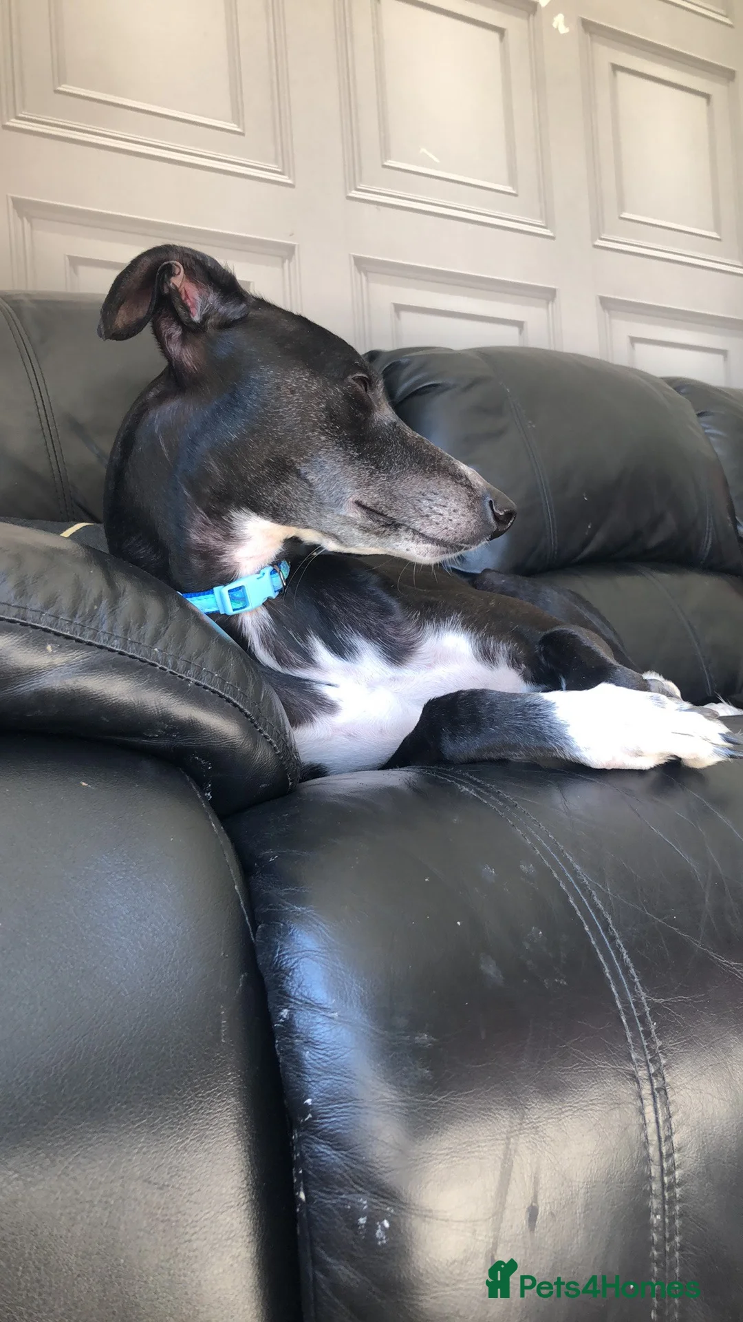 Lurcher dogs for sale: Female lurched  - Advert 1