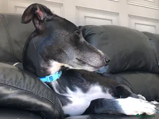 Lurcher dogs Female lurched - Advert 5