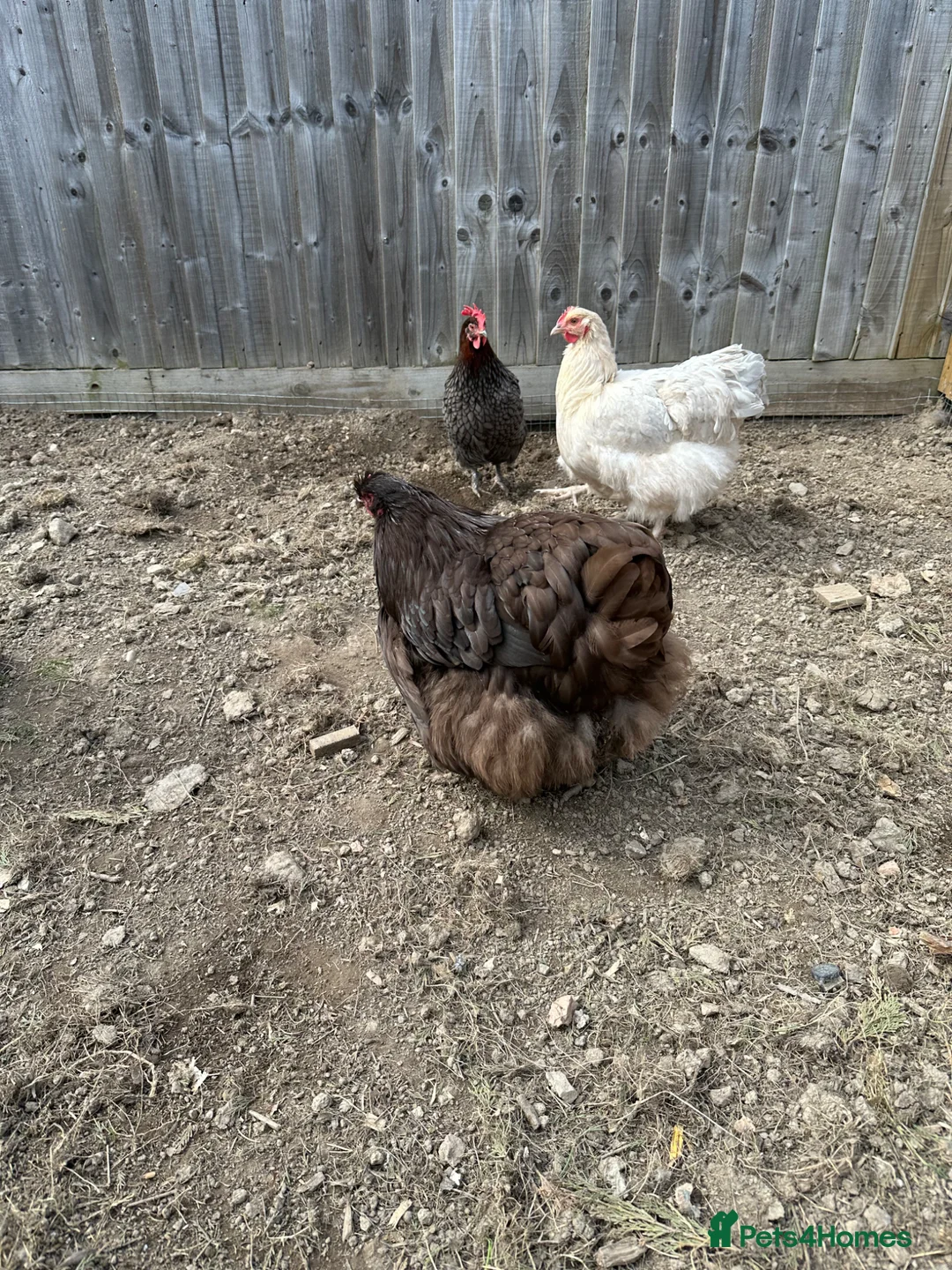 Chickens poultry for sale: Buff Orpington hens  in Denbigh - Advert 1