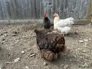 Chickens poultry Buff Orpington hens - Advert 11