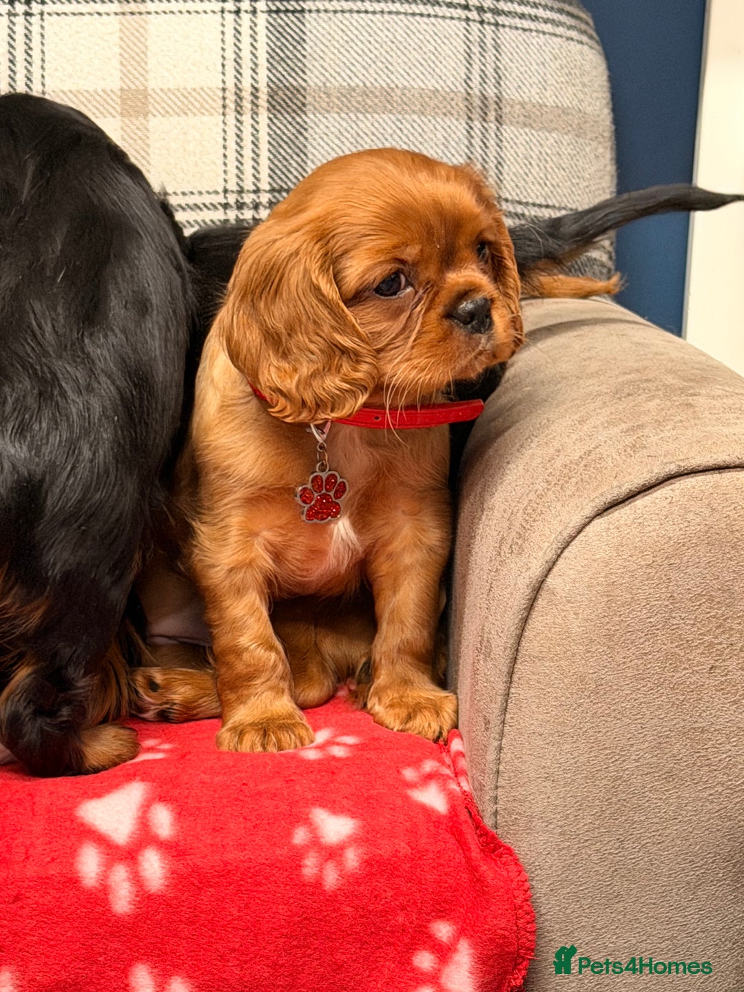 Cavalier King Charles Spaniel dogs for sale: 🐶 Beautiful Cavalier King Charles  Puppies 🐶 - Advert 23