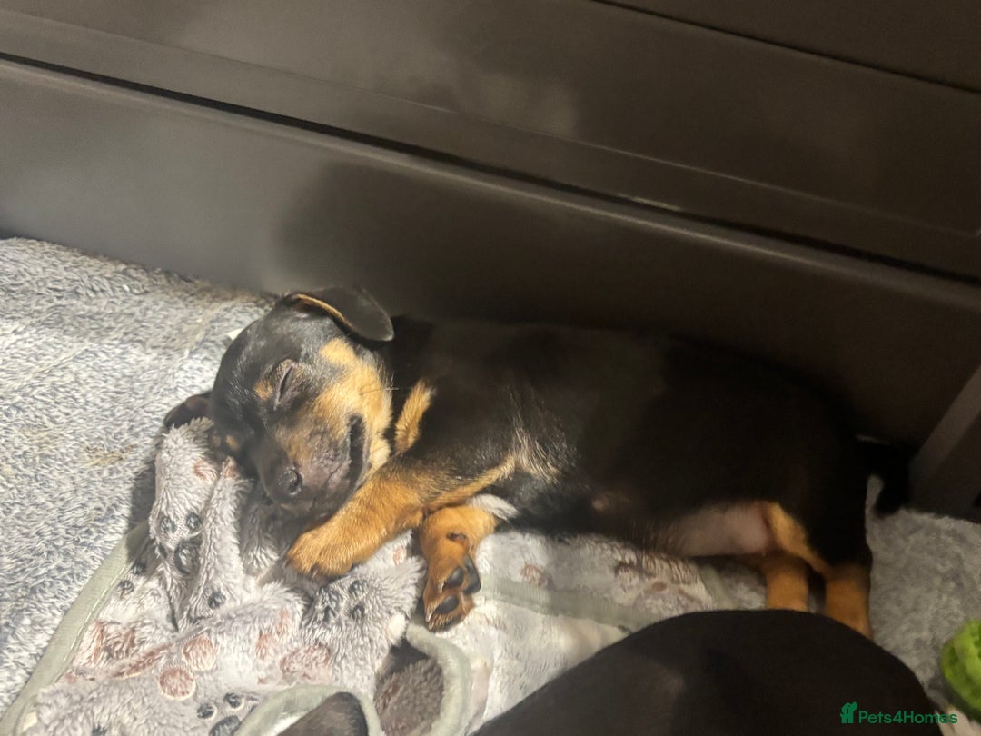 Jack Russell dogs for sale: 2 Outstanding Girl Jack Russell’s.  - Image 9