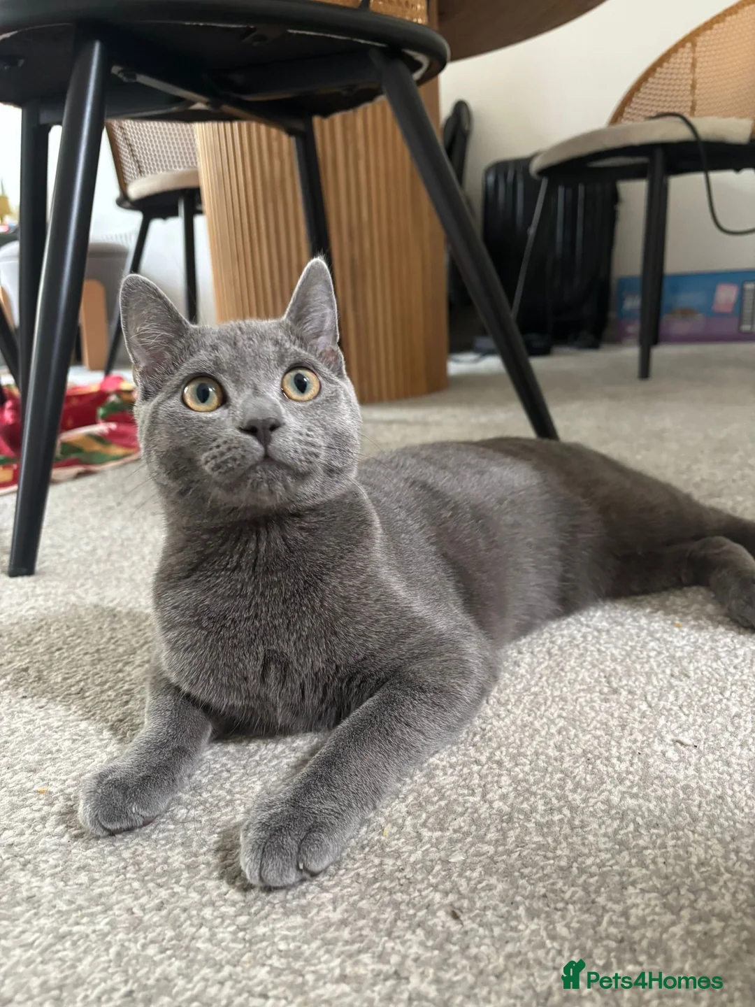 Mixed Breed cats for stud: Russian Blue × Chartreux Cross | Stud & Mating  in London - Advert 1