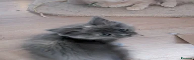 Ragcoon 1