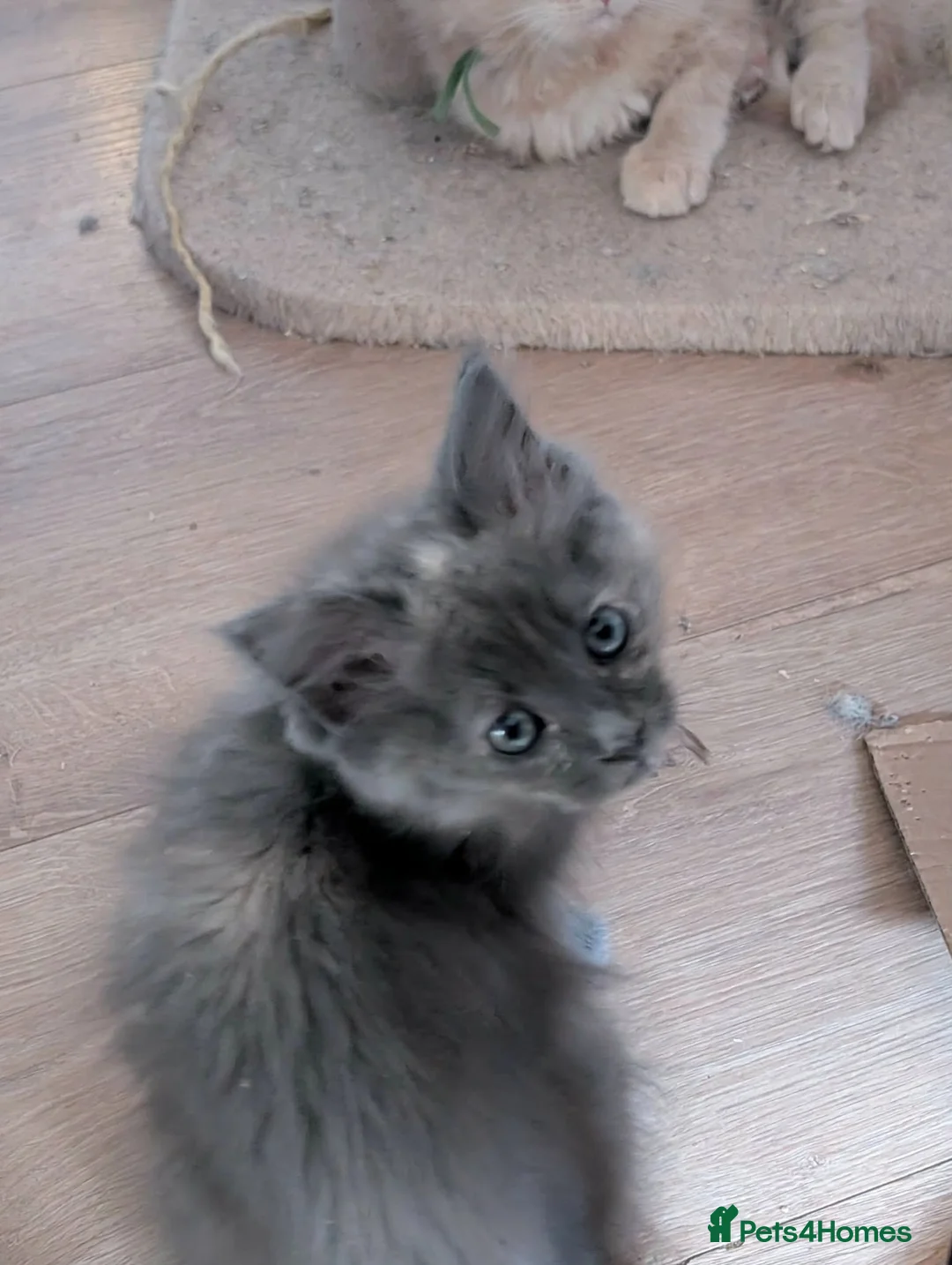 Ragcoon cats for sale: Ready to leave next weekend Ragcoon Kittens  - Advert 2