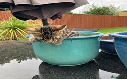 Bengal cats for sale: Beautiful Bengal boy for sale (read full ad) - Image 5