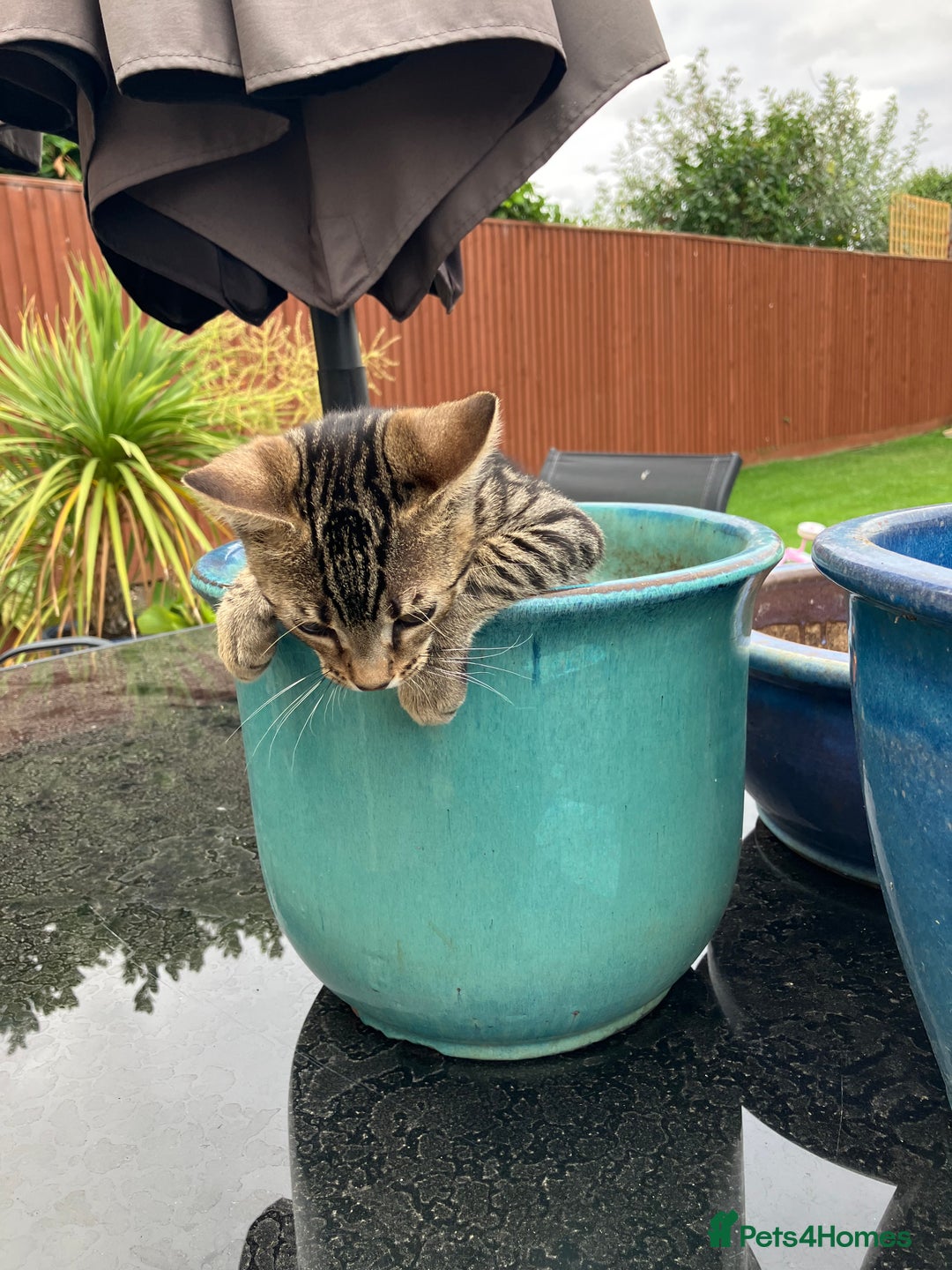 Bengal cats for sale: Beautiful Bengal boy for sale (read full ad) - Image 5