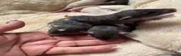 Rat rodents for sale: Beautiful dumbo fancy rats  - Advert 4
