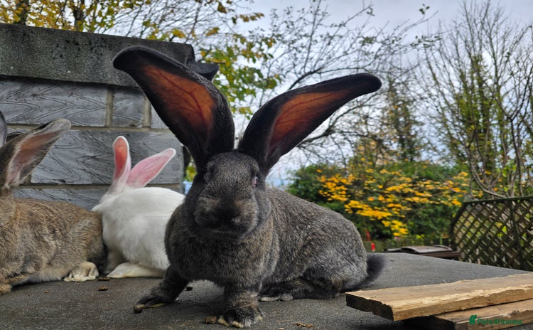 Continental Giant rabbits - Advert 1