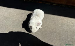 Guinea Pig rodents for sale: Stunning baby male guinea pigs  - Image 12