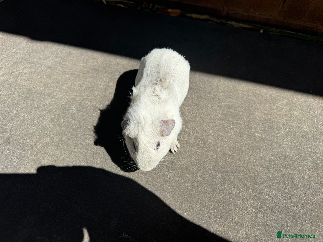 Guinea Pig rodents for sale: Stunning baby male guinea pigs  - Image 12