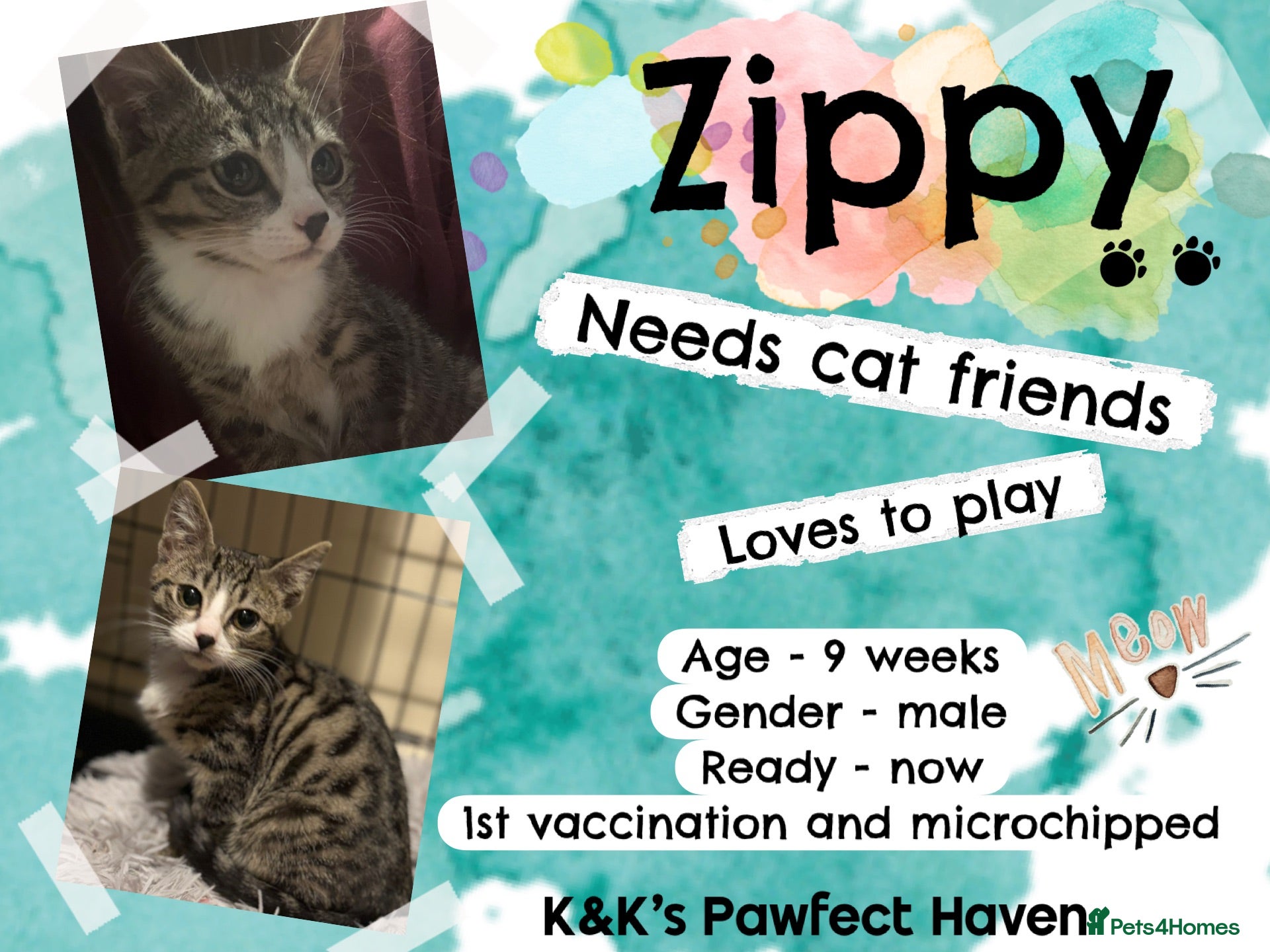 Domestic Shorthair cats Kittens & cats for adoption  - Advert 1