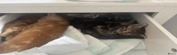 Mixed Breed cats for sale: 3 kittens for sale, light ginger already reserved. in Huntingdon - Advert 4