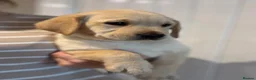 Labrador Retriever dogs for sale: UTTERLY GORGEOUS CHUNKY YELLOW KC REG LAB PUPPY - Advert 3