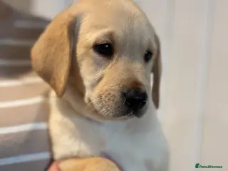 Labrador Retriever dogs READY GORGEOUS CHUNKY YELLOW KC REG LAB PUPPY - Advert 3