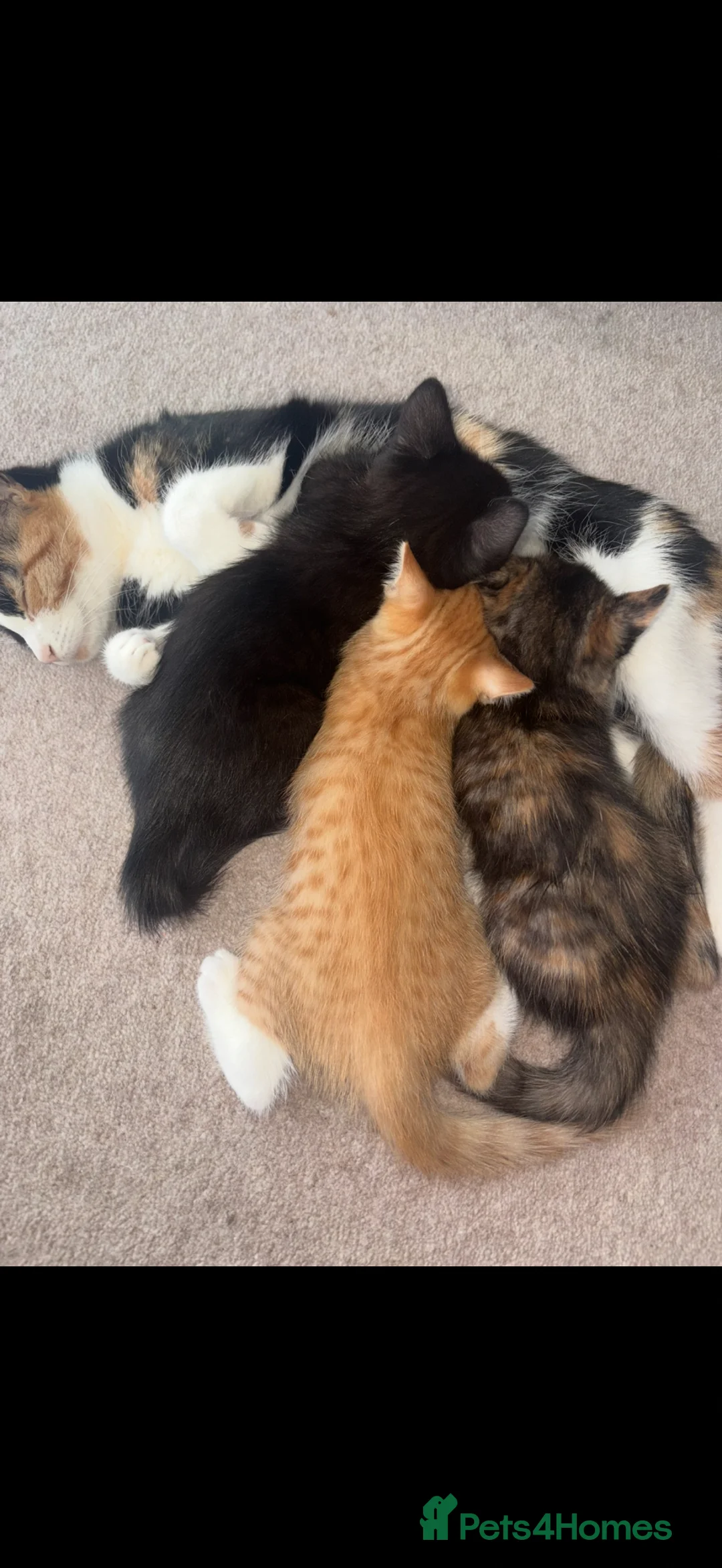 Domestic Shorthair cats for sale: Kittens ready to go - Advert 2