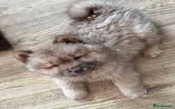 Chow Chow dogs for sale: Stunning CHOW CHOW rare colours 🌪️🍫 KC ✅ 🏆🩸  - Image 3