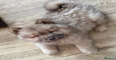 Chow Chow dogs - Advert 2