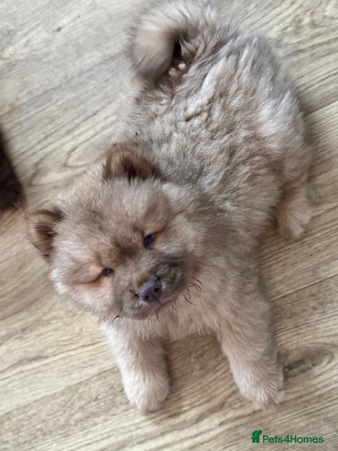 Chow Chow dogs for sale: Stunning CHOW CHOW rare colours 🌪️🍫 KC ✅ 🏆🩸  - Image 3