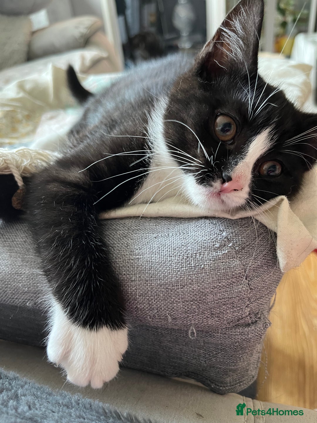 Mixed Breed cats for sale: Mother cat & her kittens wanting homes  - Image 1