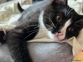 Mixed Breed cats - Advert 32