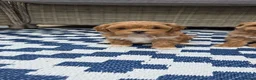 Maltipoo dogs for sale:  Adorable Tiny Toy Maltipoo puppies 🐶 - Advert 9