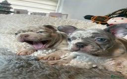 French Bulldog dogs for sale: Stunning Newshade French Bulldog Puppies - Image 5