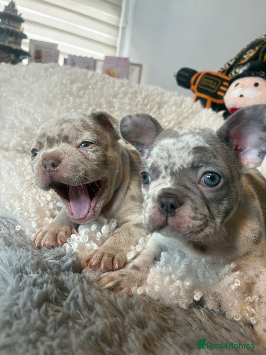 French Bulldog dogs for sale: Stunning Newshade French Bulldog Puppies - Image 5