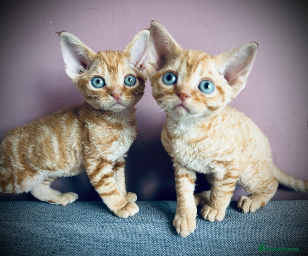 Devon Rex cats for sale: GCCF registered Pedigree Devon Rex Kittens Champ.  - Image 10