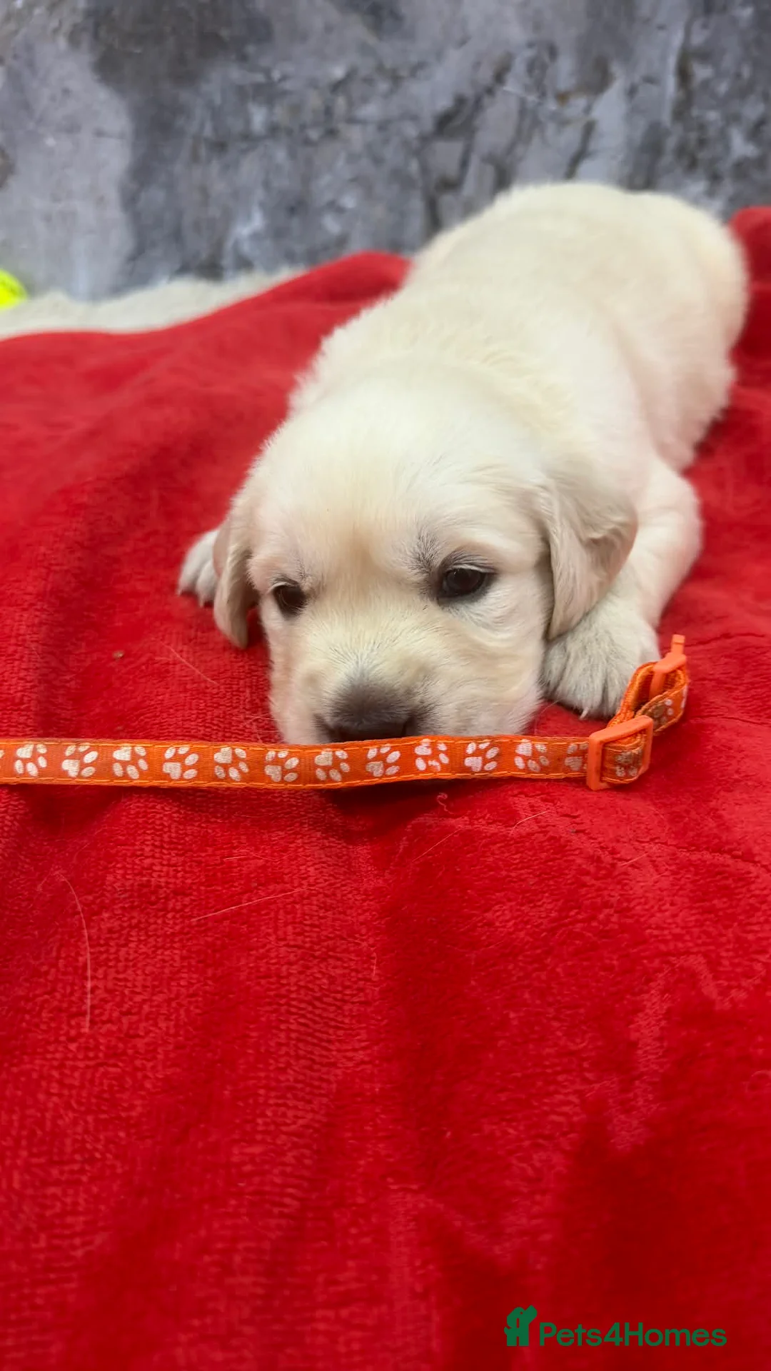 Golden Retriever dogs for sale: 9 beautiful golden retriever puppies - Advert 37