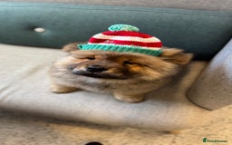 Chow Chow dogs for sale: Chow Puppies looking for new home - Image 20