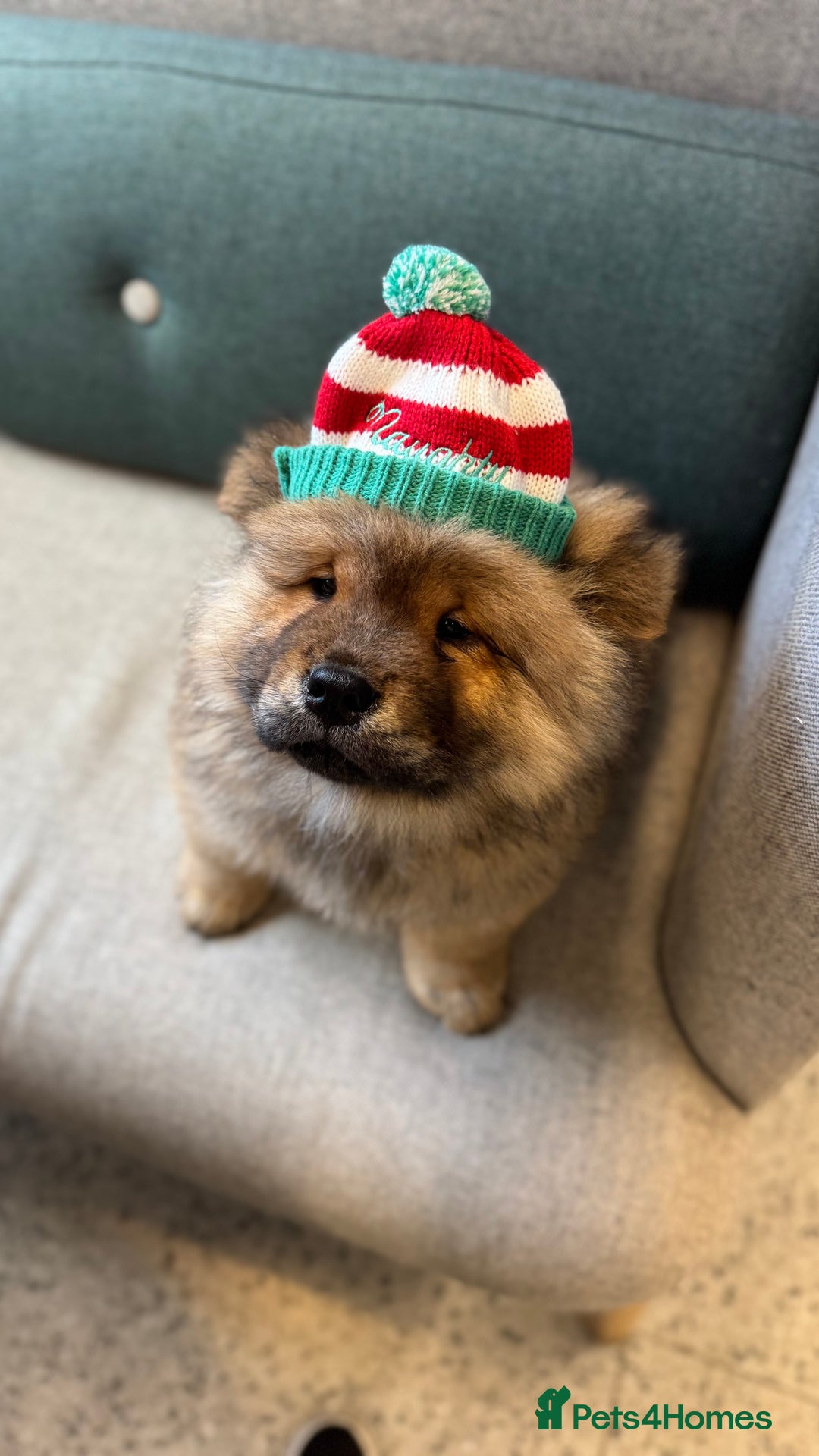 Chow Chow dogs for sale: Chow Puppies looking for new home - Image 20