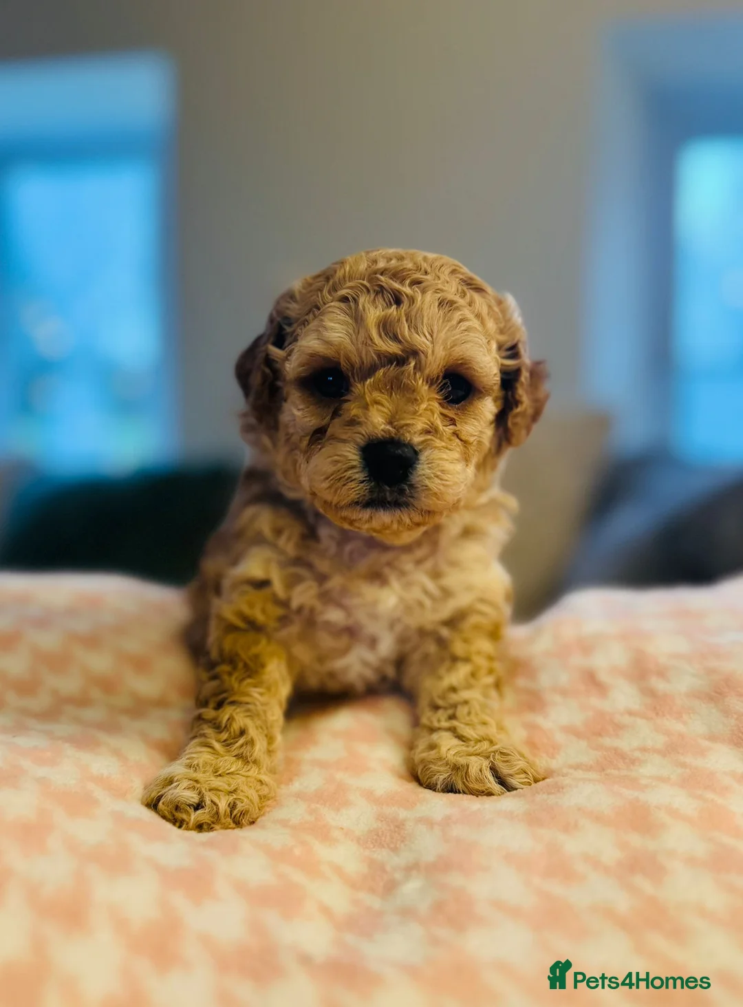 Cavapoochon dogs for sale: Three Cavapoochon Boys left - Advert 4