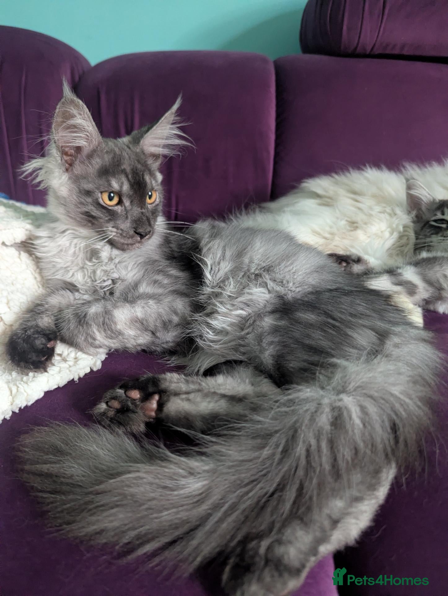 Maine Coon cats Pedigreed Maine Coon kittens - Advert 1