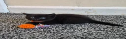 British Shorthair cats for sale: Adorable british short hair kittens - Advert 3