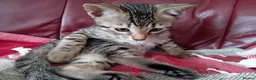 Bengal cats for sale: Bengal Kittens: Princess, Hunter & Friend - Advert 10