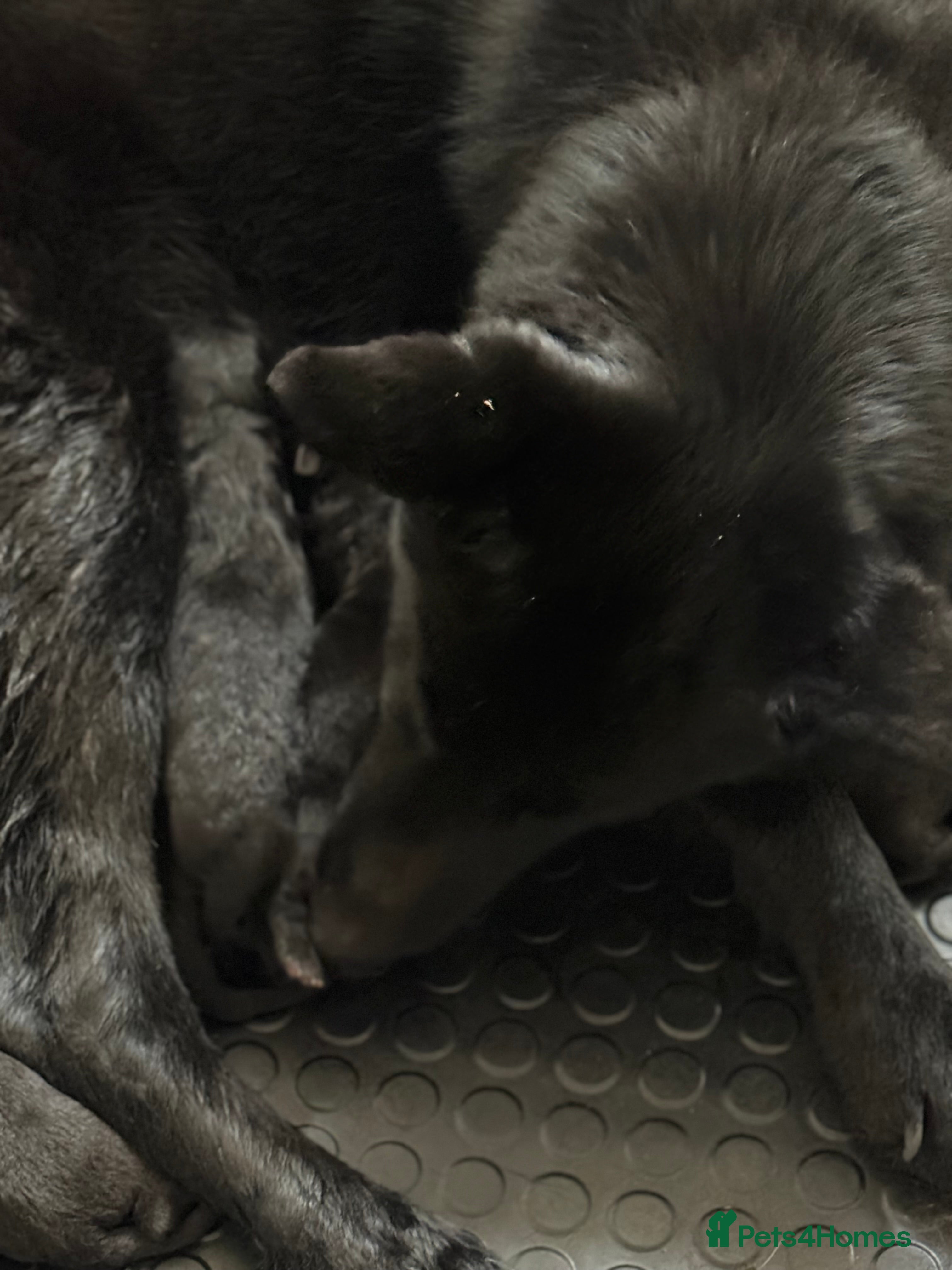 German Shepherd dogs Female German shepherd puppies  - Advert 7