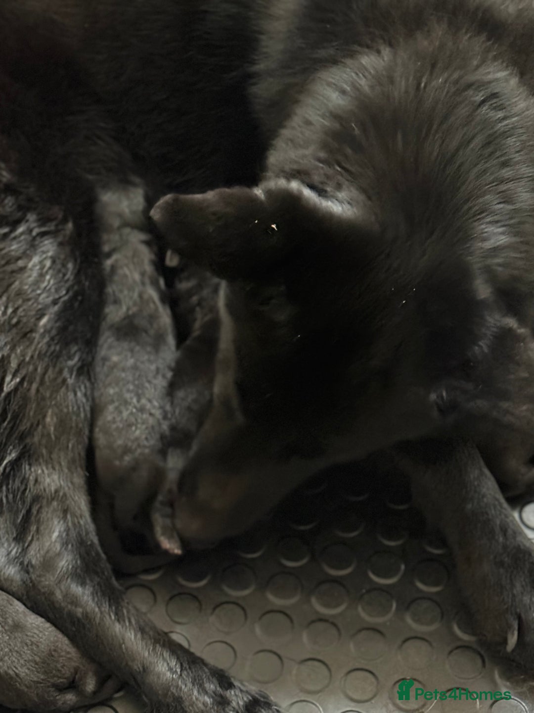 German Shepherd dogs for sale: Female German shepherd puppies  - Advert 1