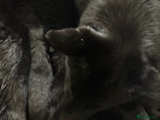 German Shepherd dogs Female German shepherd puppies - Advert 3