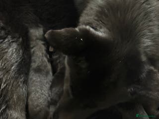 German Shepherd dogs Female German shepherd puppies - Advert 2