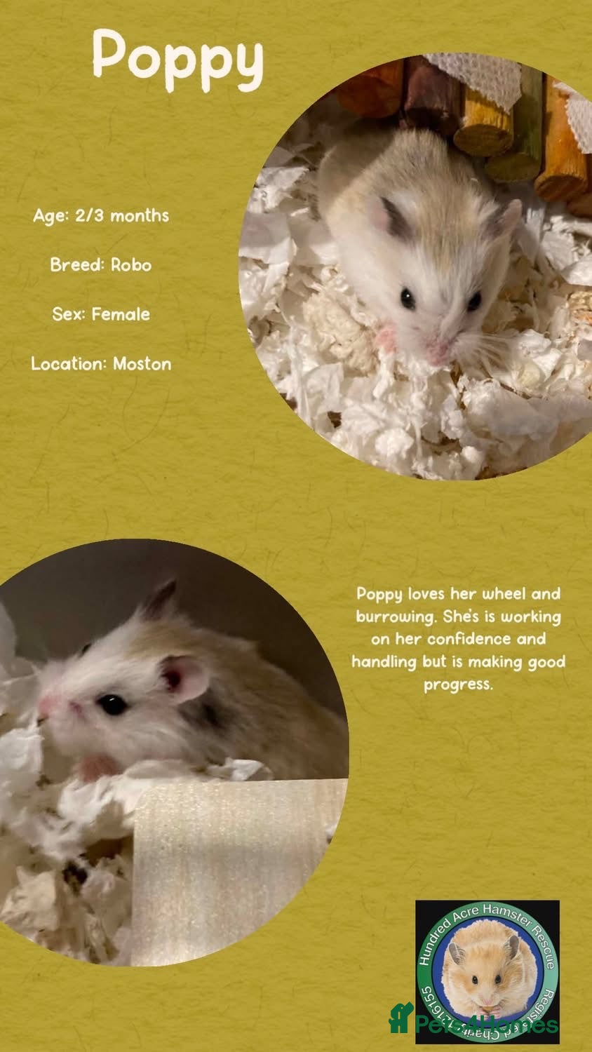 Hamster rodents Hamsters for adoption  - Advert 2