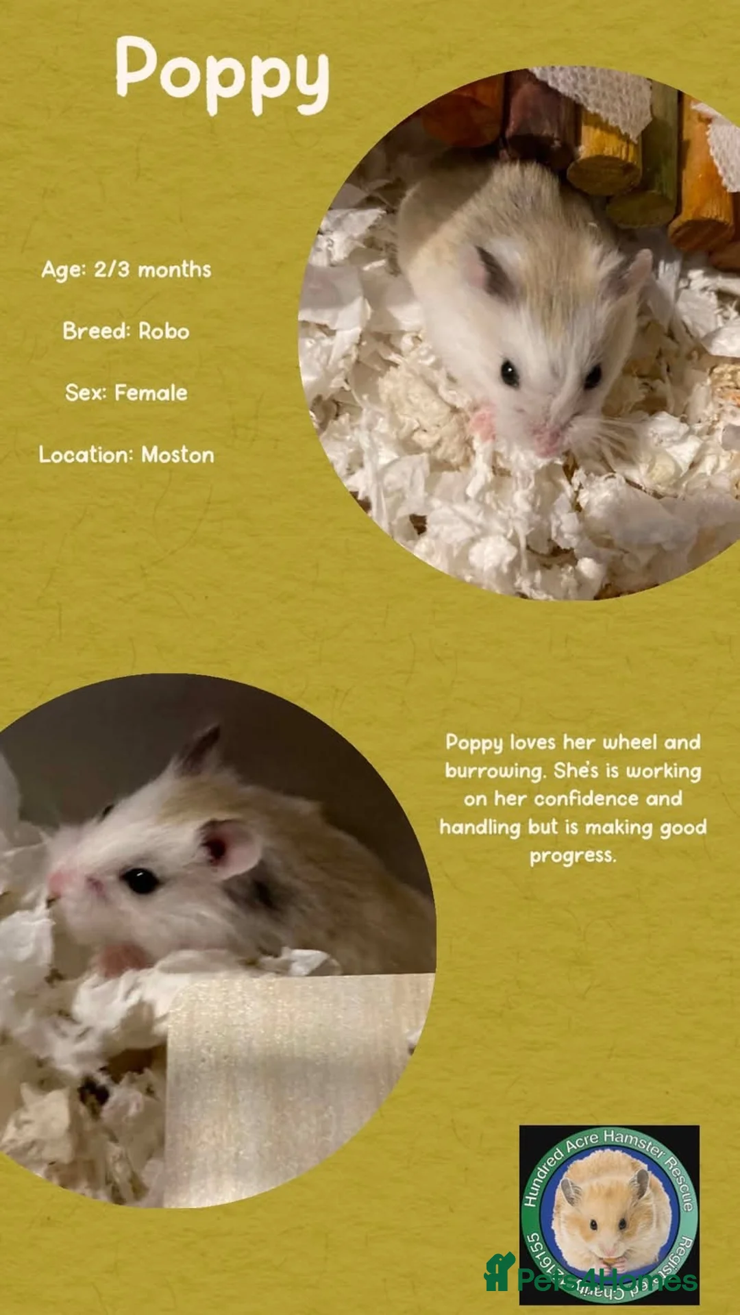 Hamster rodents for sale: Hamsters for adoption  - Advert 2