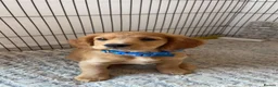 Cocker Spaniel dogs for sale: 2 boys ready now  - Advert 2
