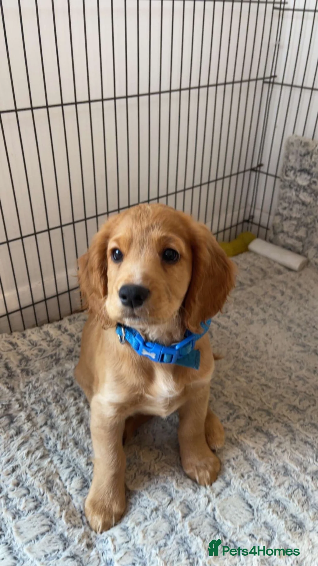 Cocker Spaniel dogs for sale: 2 boys ready now  - Advert 2