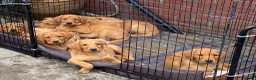 Labrador Retriever dogs for sale: Fox Red Labradors - Advert 4
