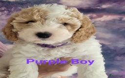 Mixed Breed dogs for sale: Gorgeous Cavapoochon Puppies - Image 7
