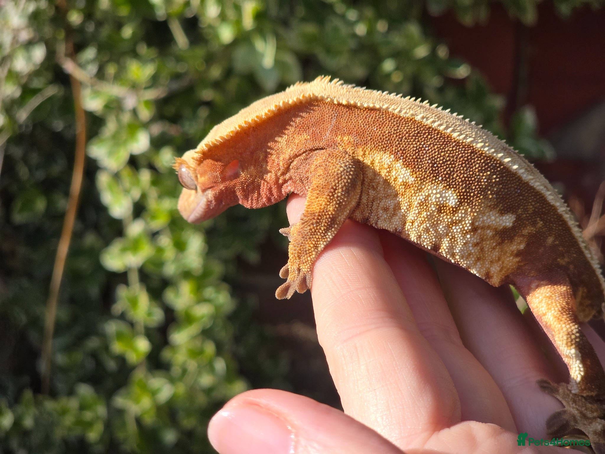 Gecko reptiles Various crested geckos - Advert 13