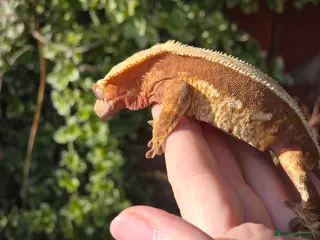 Gecko reptiles Various crested geckos - Advert 13