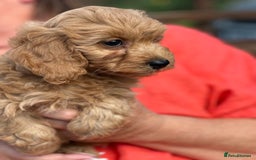 Cavapoo dogs for sale: ⭐️ READY TO FIND THEIR NEW FAMILY NOW⭐️ - Image 7